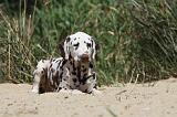 DALMATIEN 312